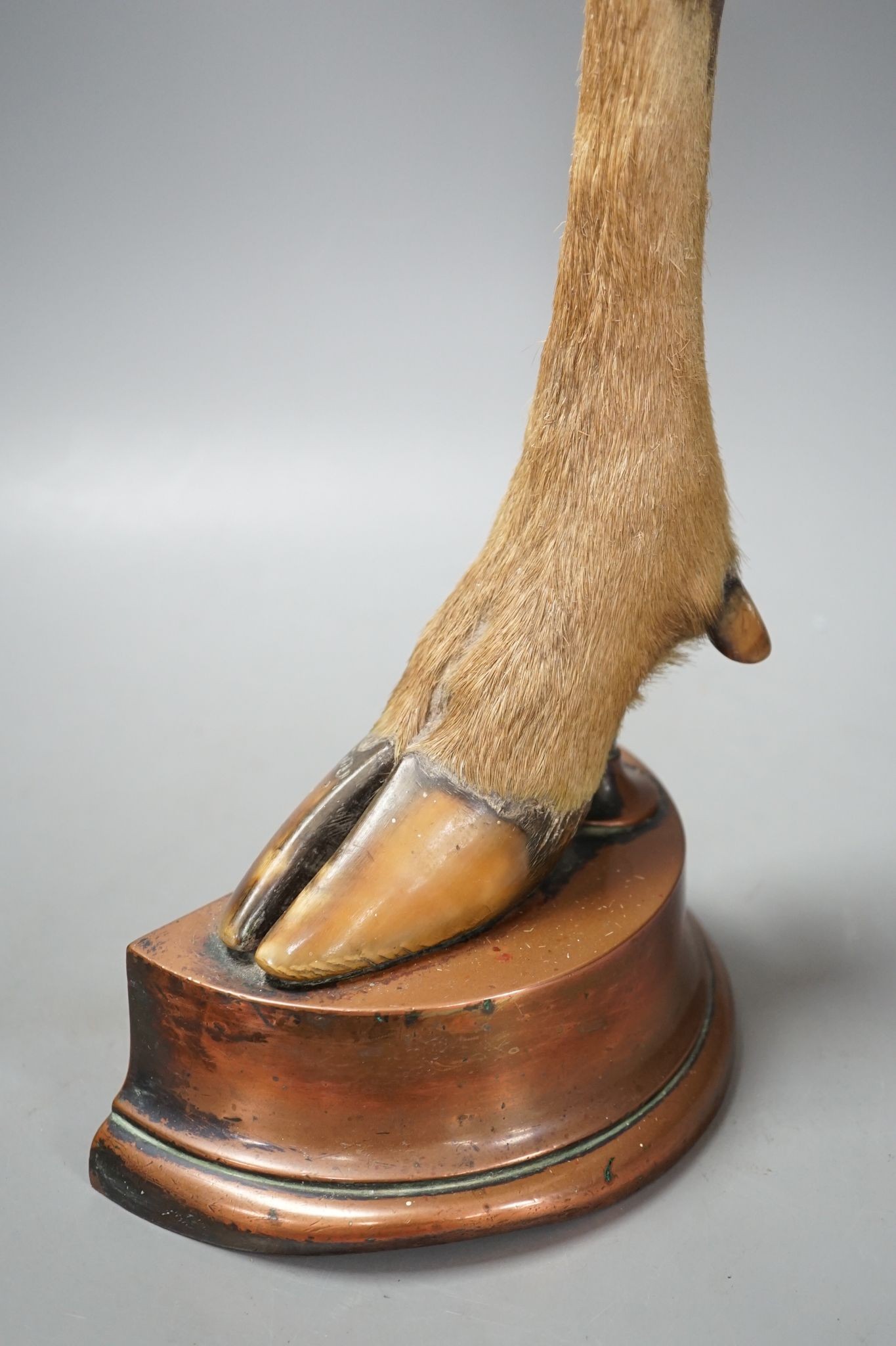 A Victorian taxidermic deer's hoof door-stop with copper cased base 48cm